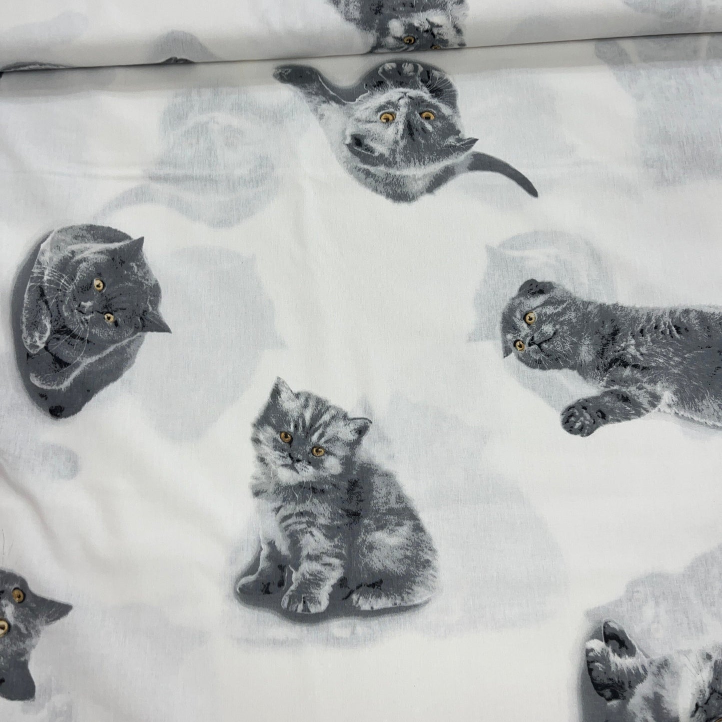 Popeline 100 % Coton Mytissus® - Chat Mignon Tissu Coton MYTISSUS